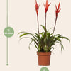 Vriesea Elan Toef - Ø12cm - ↕55cm-Plant-Planten Magie