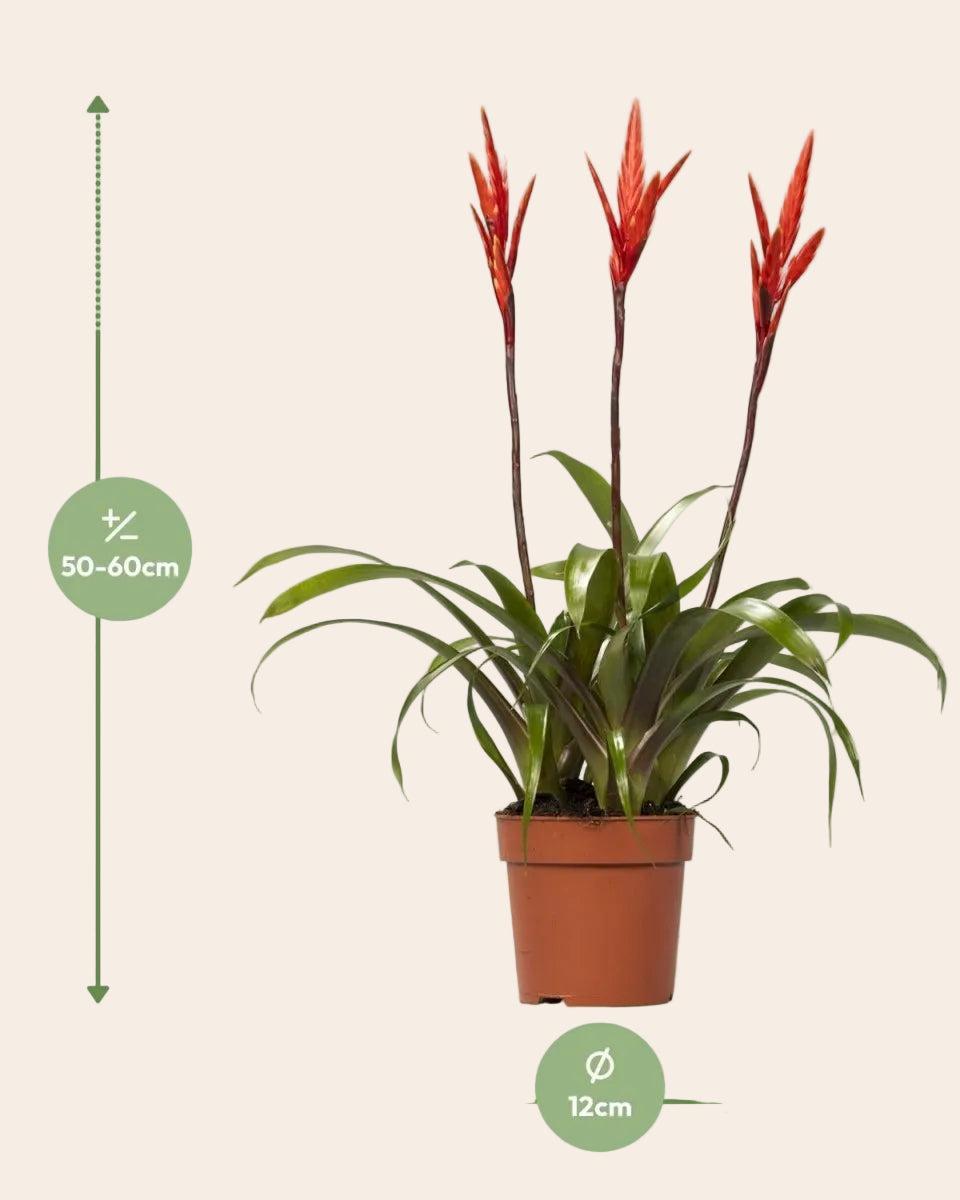 Vriesea Elan Toef - Ø12cm - ↕55cm-Plant-Planten Magie