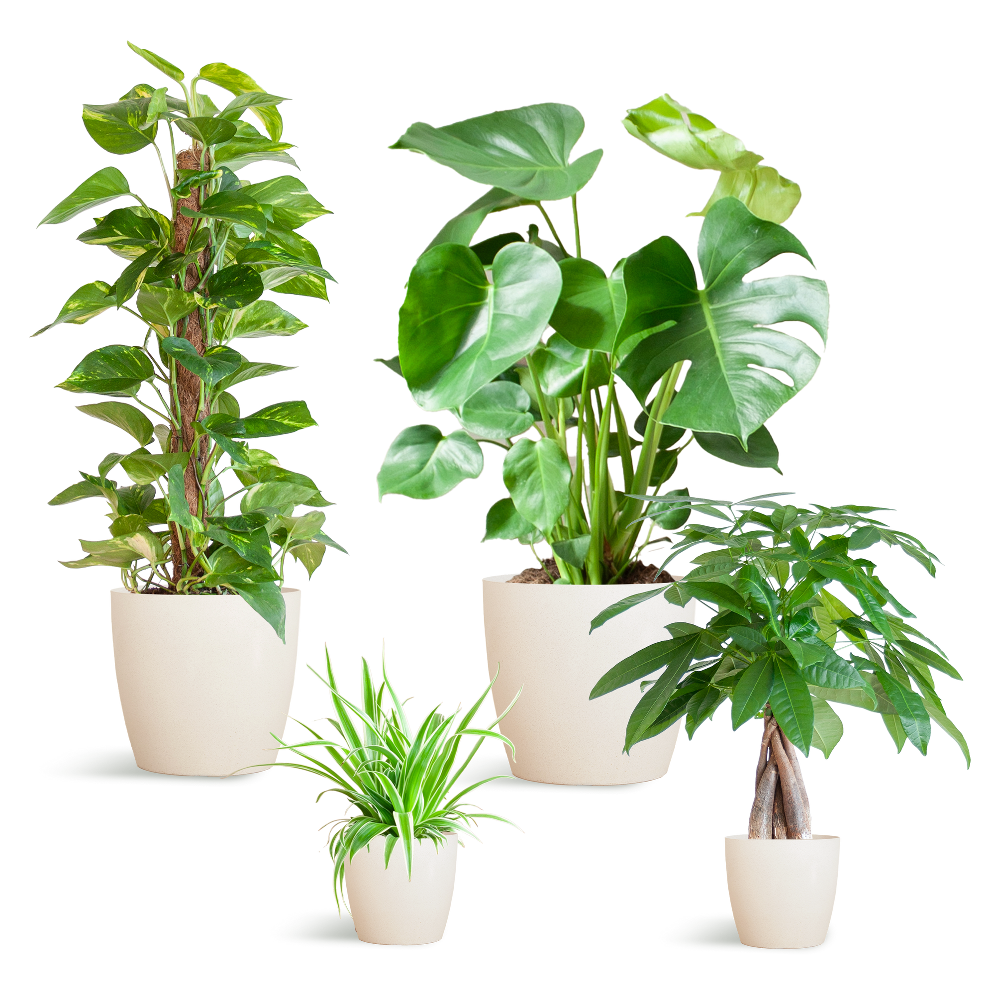 Diervriendelijke Plantenbox - klein - met Mand Lissabon zwart - Ø12