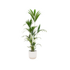 Kentia palm inclusief elho Vibes Fold Round blauw - 160cm - Ø30