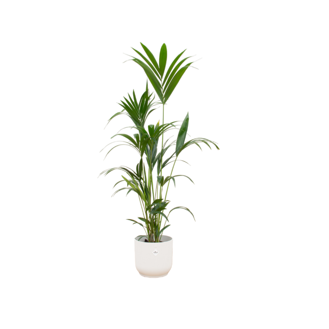 Kentia palm inclusief elho Vibes Fold Round blauw - 160cm - Ø30