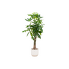 Pachira Aquatica inclusief elho Vibes Fold Round roze - 160cm - Ø30