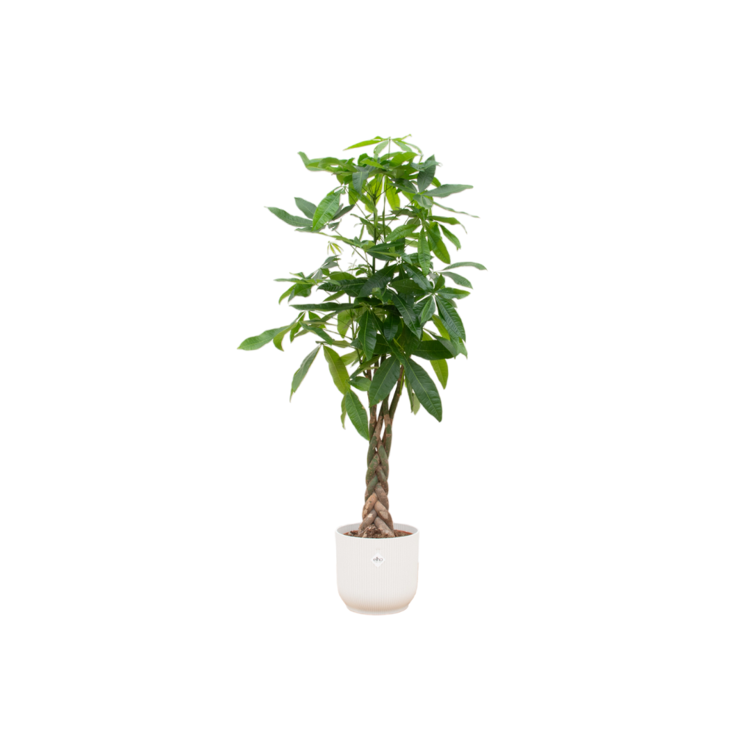 Pachira Aquatica inclusief elho Vibes Fold Round roze - 160cm - Ø30