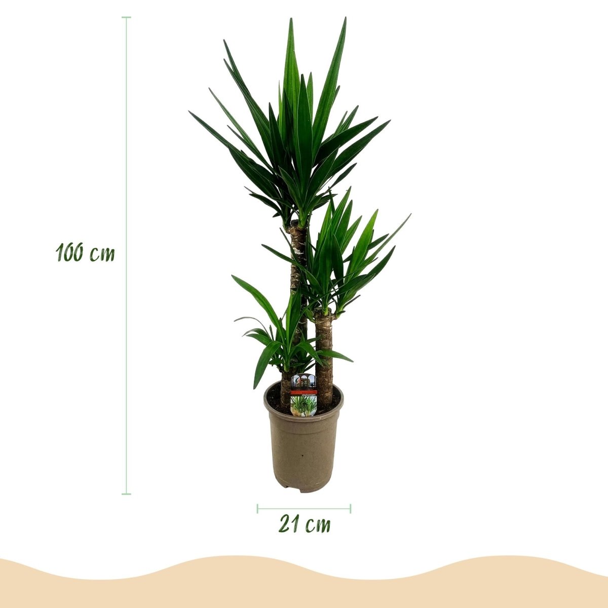 Yucca elephantipes -2 stuks - Pot 21cm - Hoogte 100cm-Plant-Planten Magie