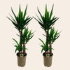 Yucca elephantipes -2 stuks - Pot 21cm - Hoogte 100cm-Plant-Planten Magie