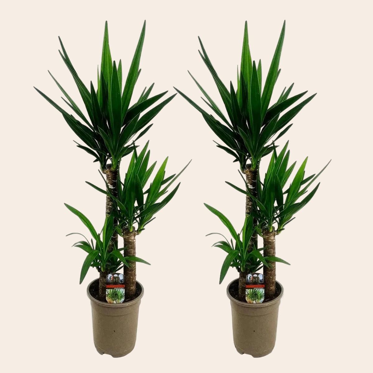Yucca elephantipes -2 stuks - Pot 21cm - Hoogte 100cm-Plant-Planten Magie