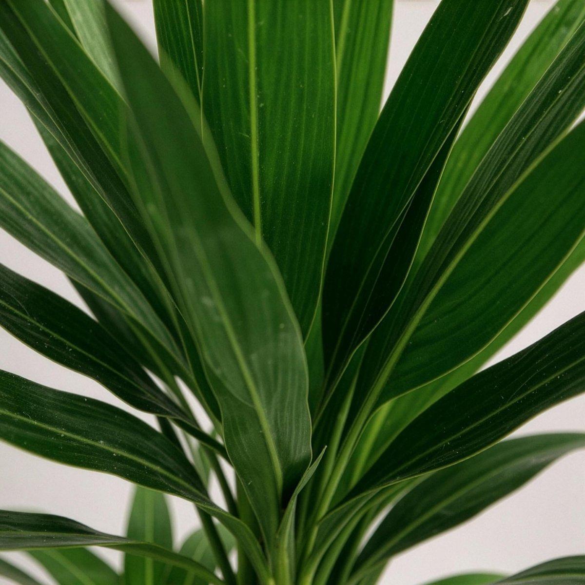 Yucca elephantipes -2 stuks - Pot 21cm - Hoogte 100cm-Plant-Planten Magie