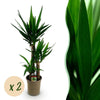 Yucca elephantipes -2 stuks - Pot 21cm - Hoogte 100cm-Plant-Planten Magie