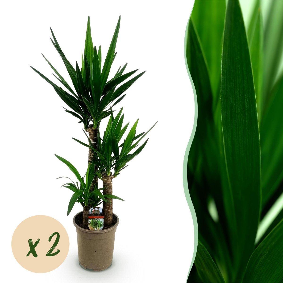 Yucca elephantipes -2 stuks - Pot 21cm - Hoogte 100cm-Plant-Planten Magie