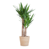 Yucca Elephantipes met Sofia mand naturel - 90cm - Ø21 - Plant - plantenmagie
