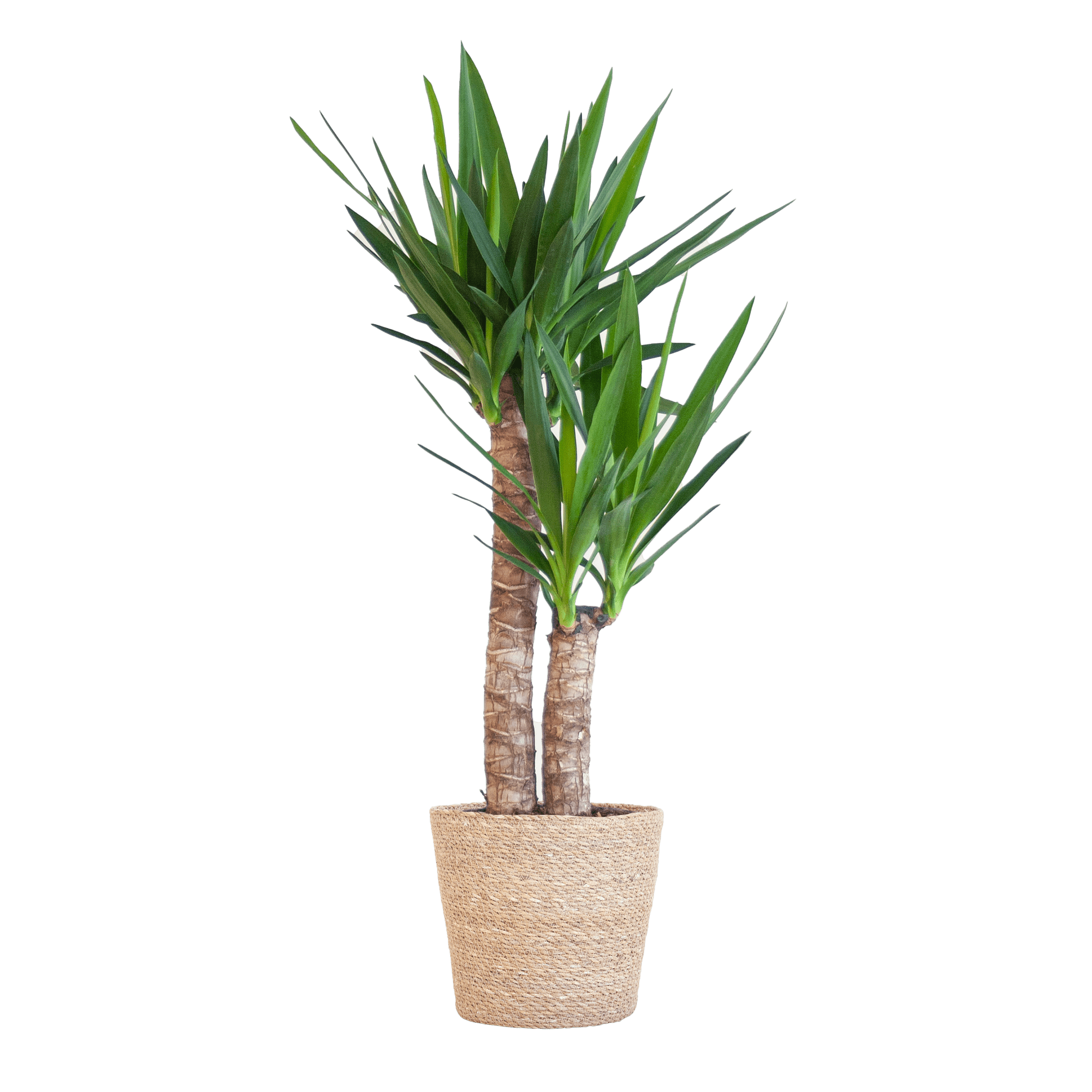 Yucca Elephantipes met Sofia mand naturel - 90cm - Ø21 - Plant - plantenmagie