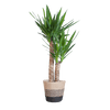 Yucca Elephantipes met Sofia mand naturel - 90cm - Ø21 - Plant - plantenmagie