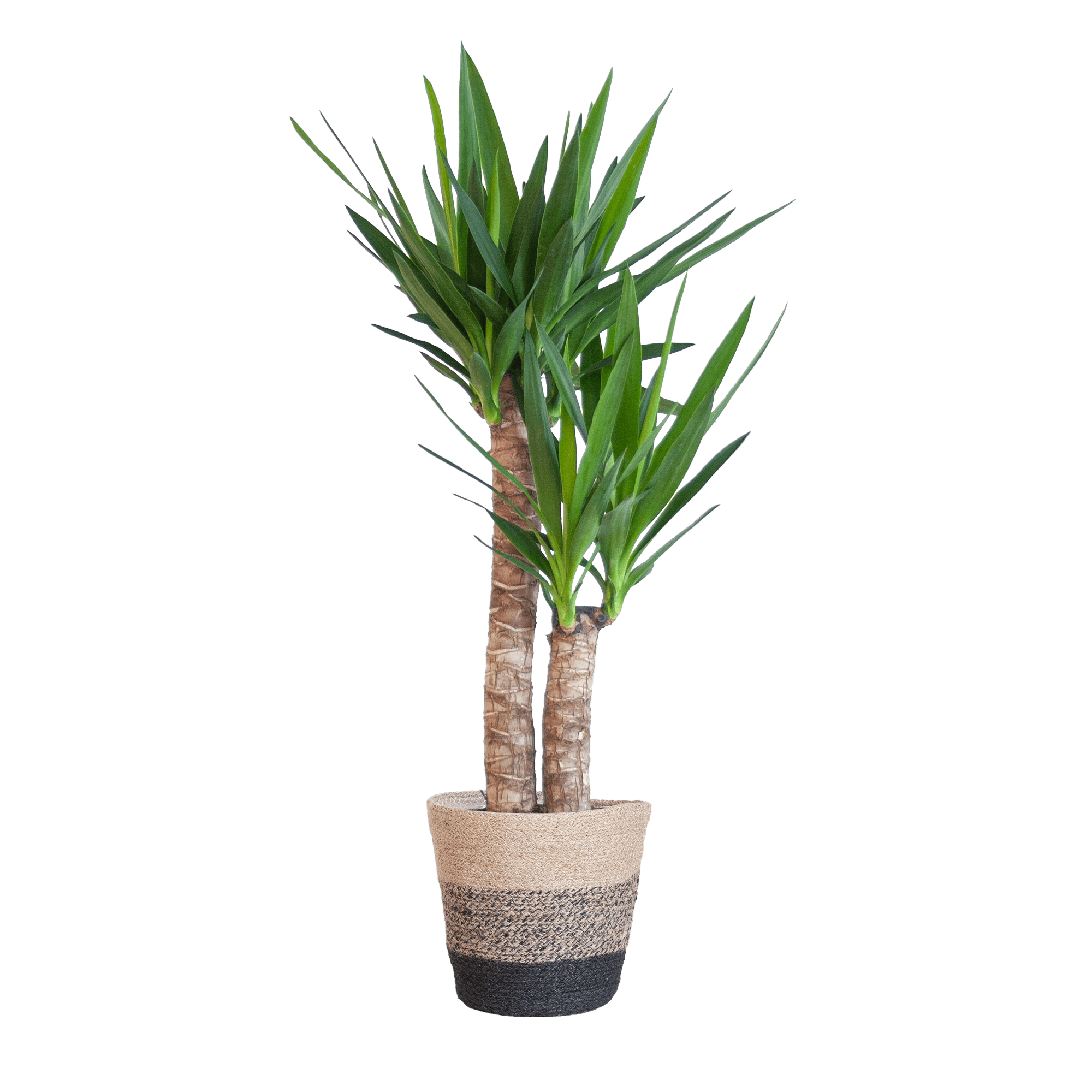 Yucca Elephantipes met Sofia mand naturel - 90cm - Ø21 - Plant - plantenmagie