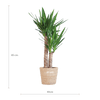 Yucca Elephantipes met Sofia mand naturel - 90cm - Ø21 - Plant - plantenmagie