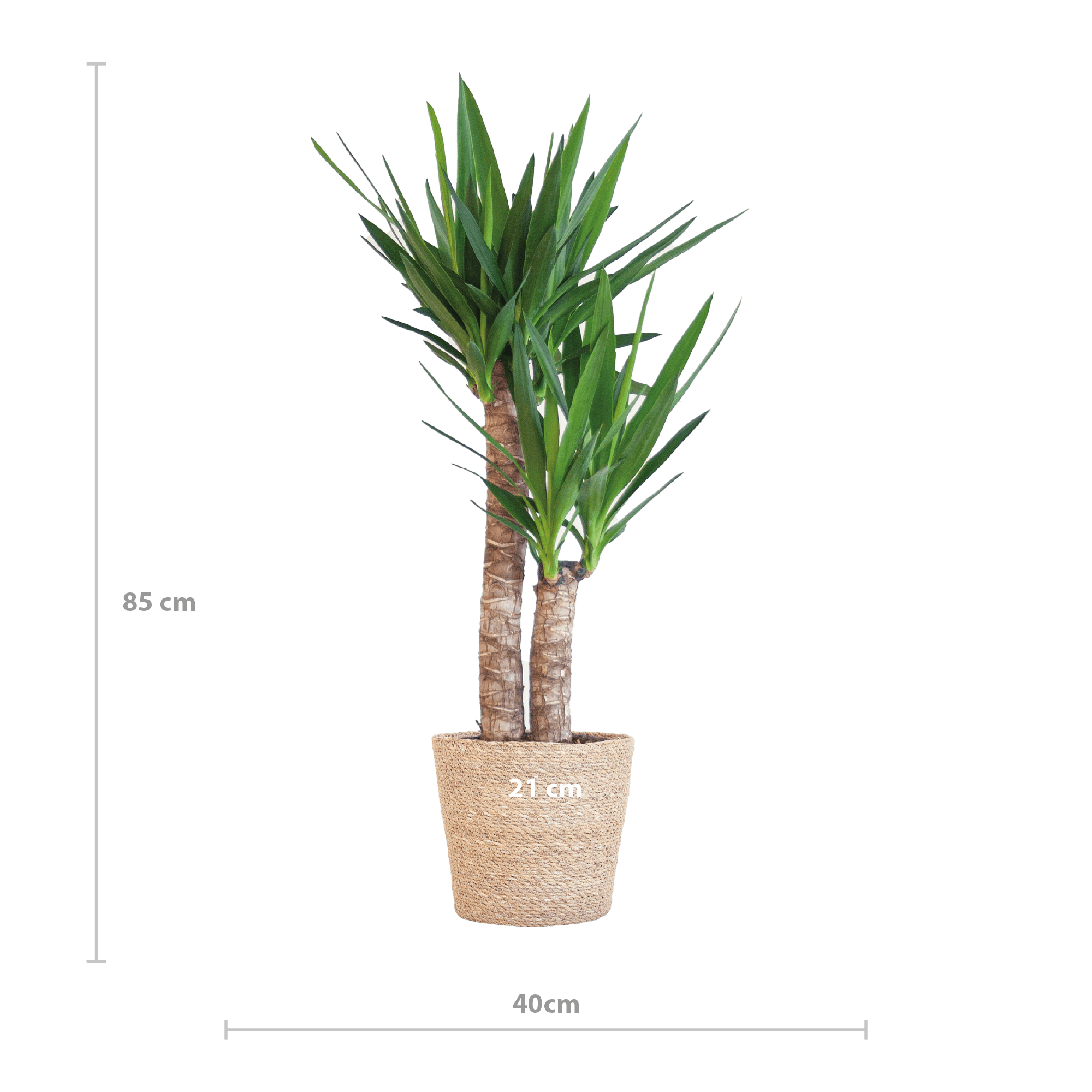 Yucca Elephantipes met Sofia mand naturel - 90cm - Ø21 - Plant - plantenmagie