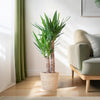 Yucca Elephantipes met Sofia mand naturel - 90cm - Ø21 - Plant - plantenmagie