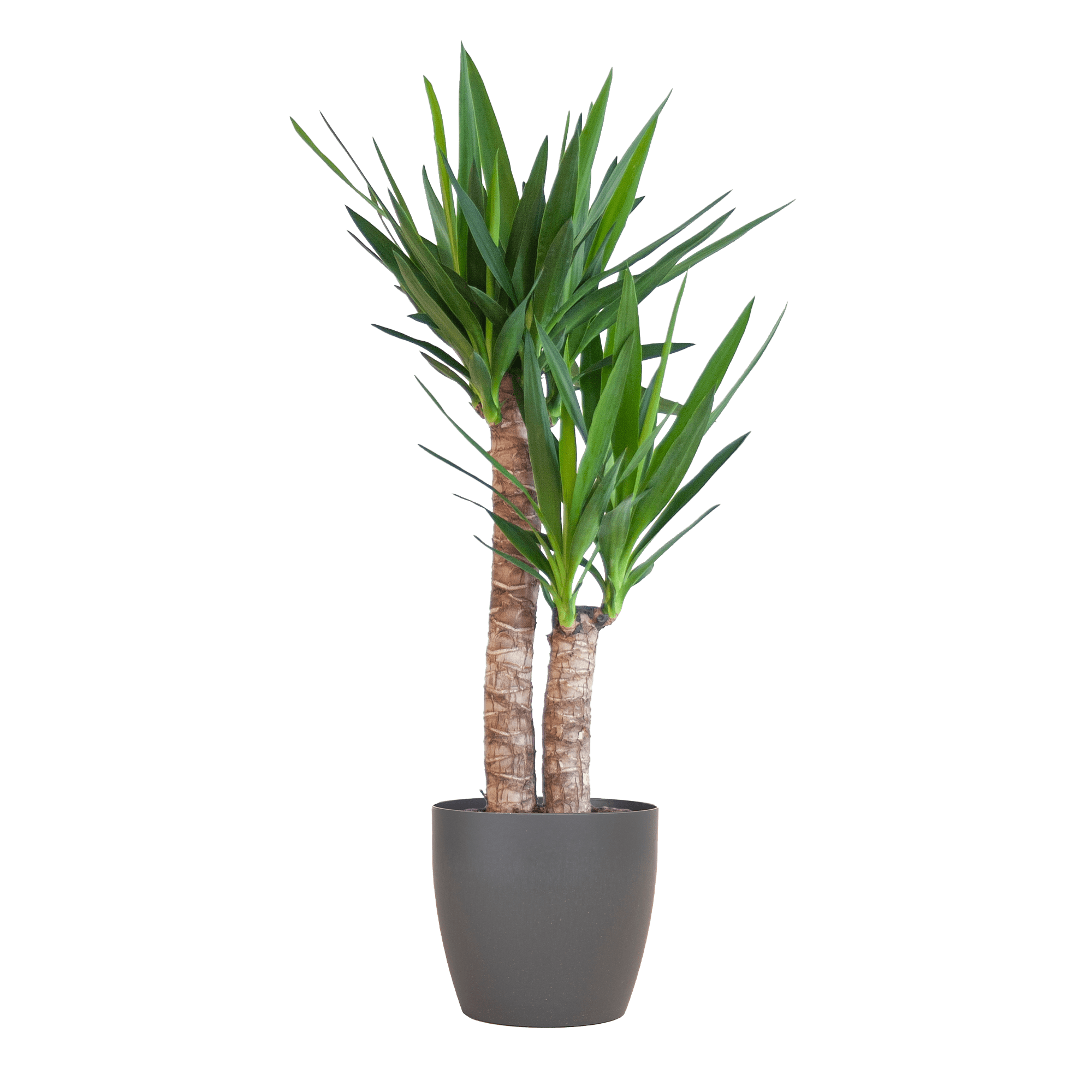 Yucca Elephantipes met Viber wit - 90cm - Ø21 - Plant - plantenmagie