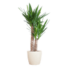 Yucca Elephantipes met Viber wit - 90cm - Ø21-Planten-Planten Magie