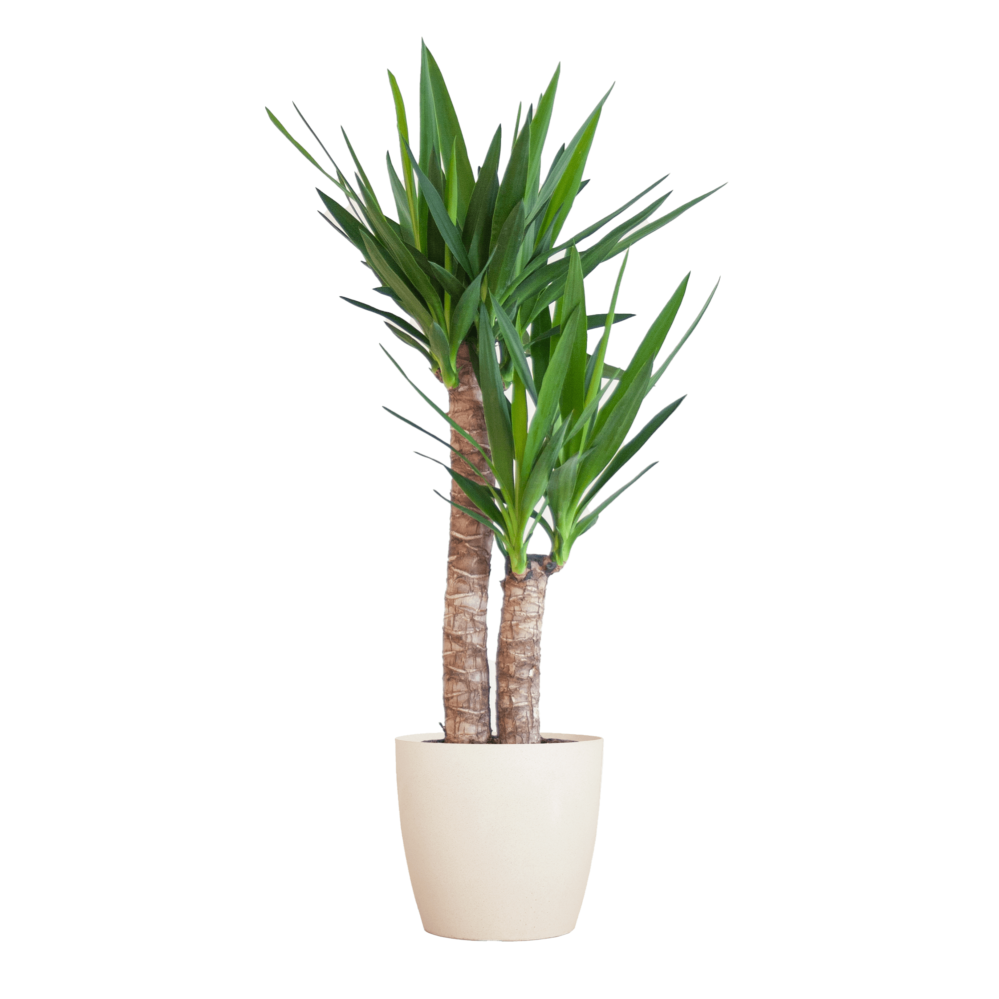 Yucca Elephantipes met Viber wit - 90cm - Ø21-Planten-Planten Magie