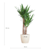 Yucca Elephantipes met Viber wit - 90cm - Ø21-Planten-Planten Magie