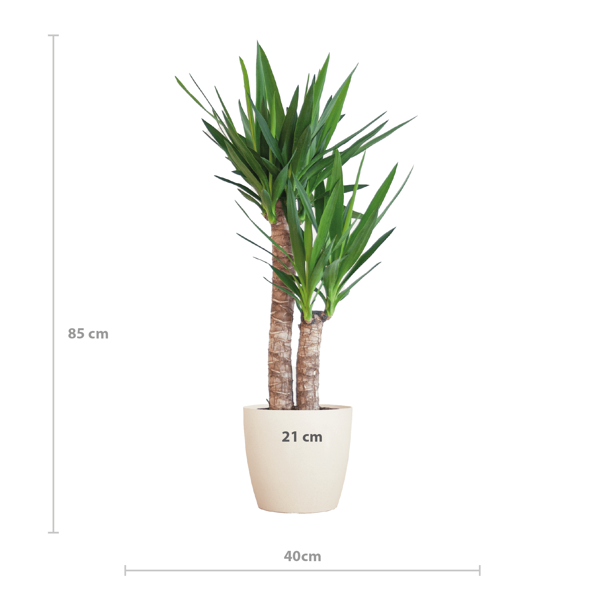 Yucca Elephantipes met Viber wit - 90cm - Ø21 - Planten - plantenmagie