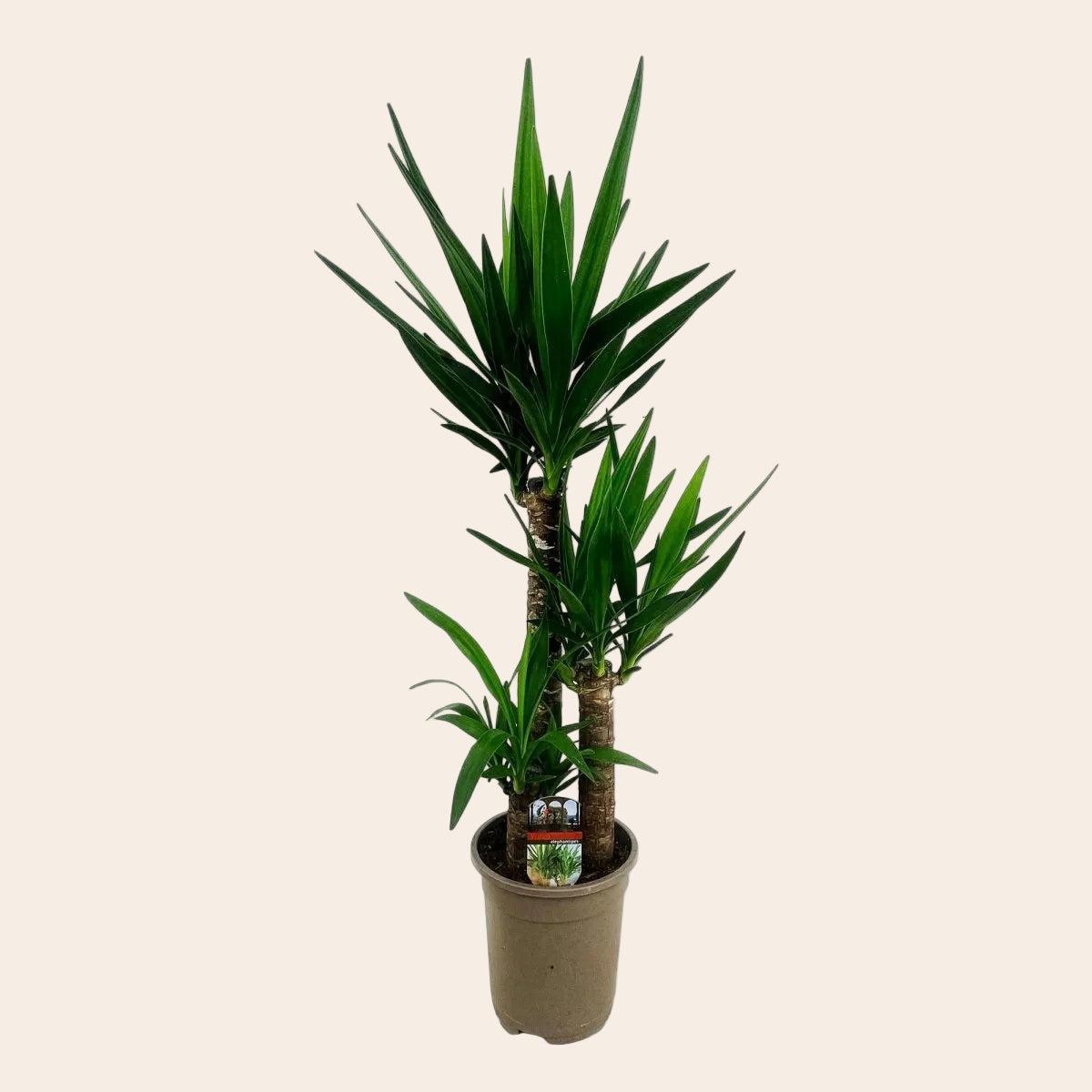 Yucca elephantipes - Pot 21cm - Hoogte 100cm-Plant-Planten Magie