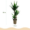Yucca elephantipes - Pot 21cm - Hoogte 100cm-Plant-Planten Magie