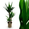 Yucca elephantipes - Pot 21cm - Hoogte 100cm-Plant-Planten Magie