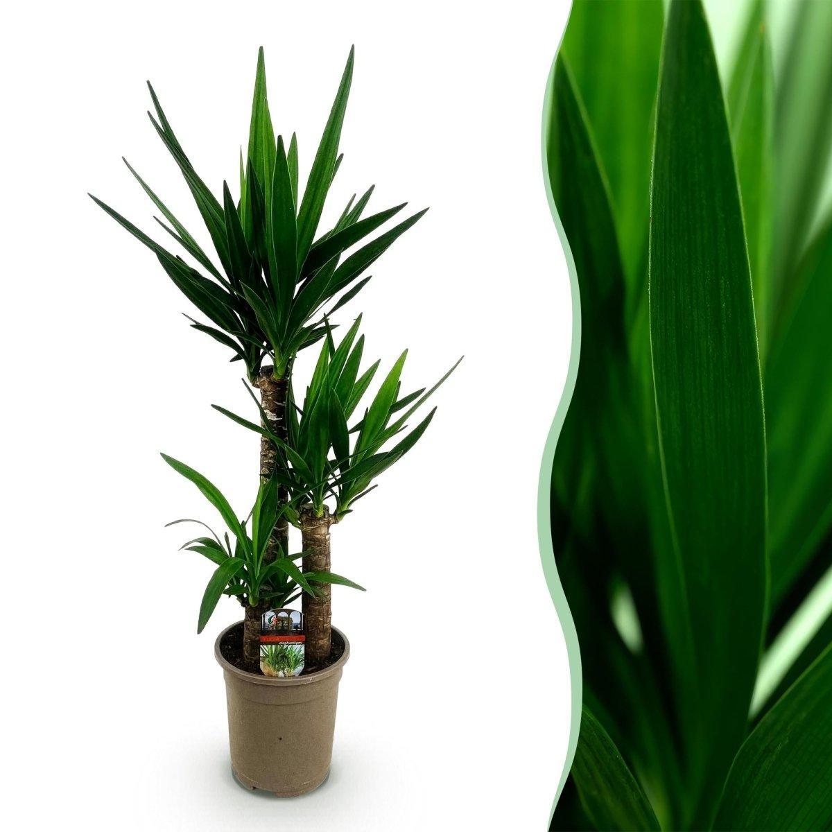 Yucca elephantipes - Pot 21cm - Hoogte 100cm-Plant-Planten Magie