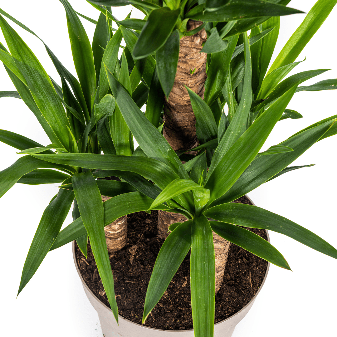 Yucca Elephantipes – Stoere, sterke kamerplant met karakter-Planten-Planten Magie