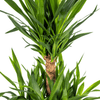 Yucca Elephantipes – Stoere, sterke kamerplant met karakter-Planten-Planten Magie
