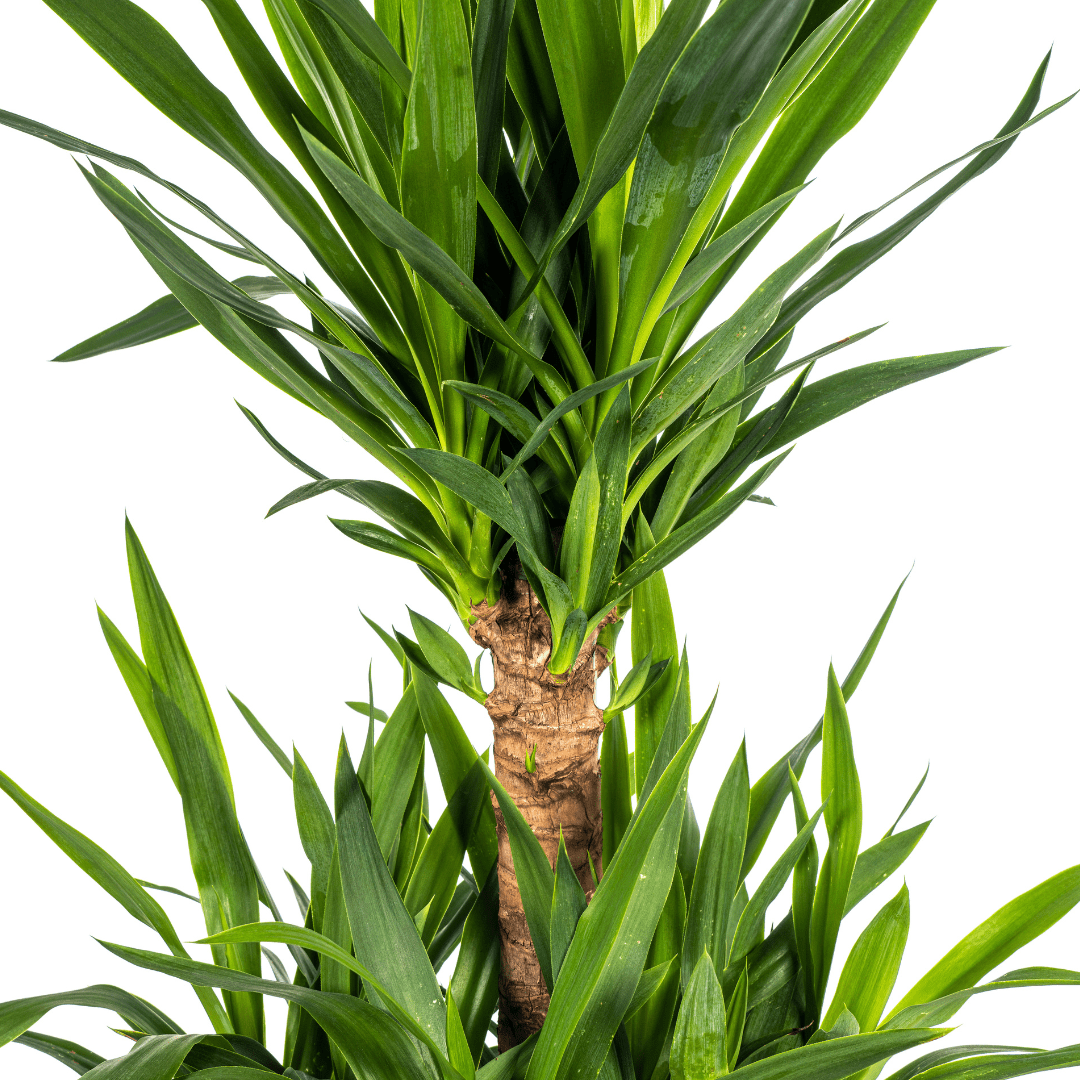 Yucca Elephantipes – Stoere, sterke kamerplant met karakter-Planten-Planten Magie
