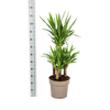 Yucca Elephantipes – Stoere, sterke kamerplant met karakter-Planten-Planten Magie