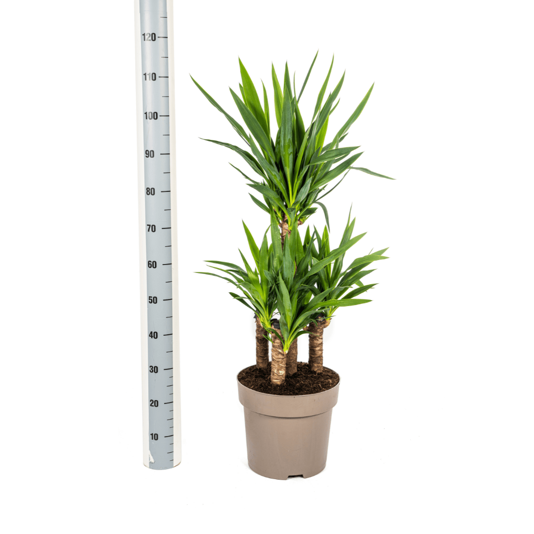 Yucca Elephantipes – Stoere, sterke kamerplant met karakter-Planten-Planten Magie