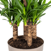 Yucca Elephantipes – Stoere, sterke kamerplant met karakter-Planten-Planten Magie
