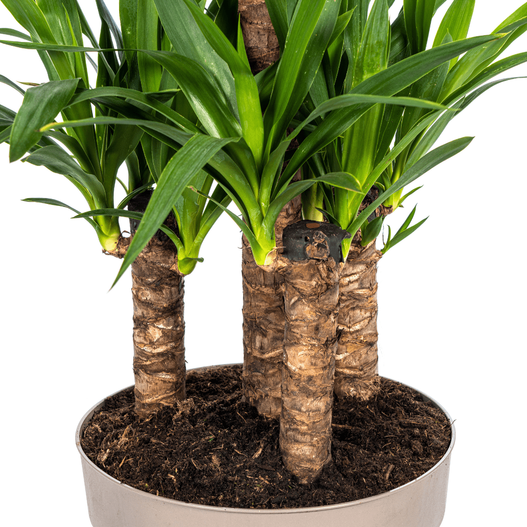 Yucca Elephantipes – Stoere, sterke kamerplant met karakter-Planten-Planten Magie