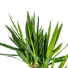 Yucca Elephantipes – stoere, sterke kamerplant-Planten-Planten Magie