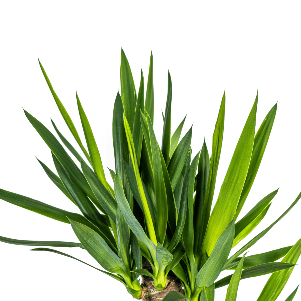 Yucca Elephantipes – stoere, sterke kamerplant-Planten-Planten Magie