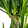Yucca Elephantipes – stoere, sterke kamerplant-Planten-Planten Magie