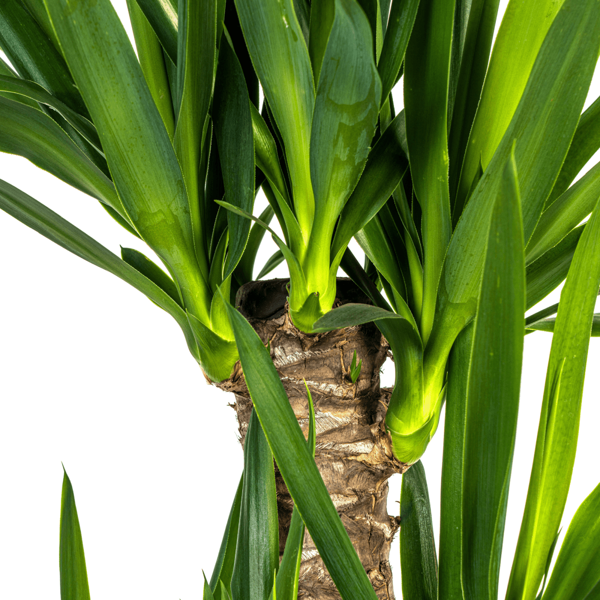 Yucca Elephantipes – stoere, sterke kamerplant-Planten-Planten Magie