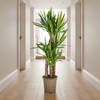 Yucca Elephantipes – stoere, sterke kamerplant-Planten-Planten Magie