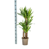Yucca Elephantipes – stoere, sterke kamerplant-Planten-Planten Magie
