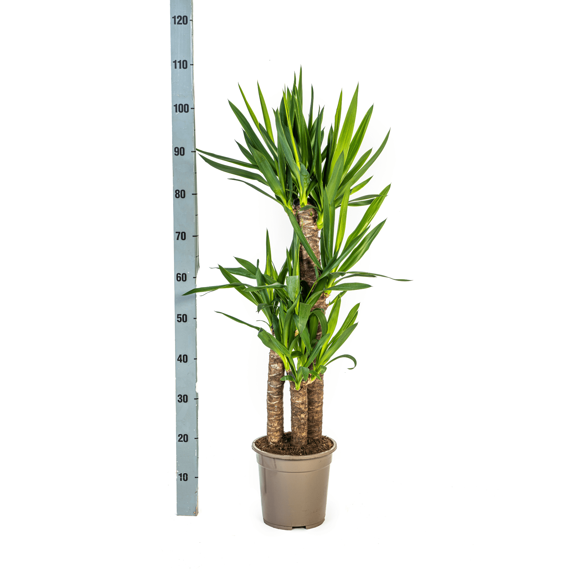 Yucca Elephantipes – stoere, sterke kamerplant-Planten-Planten Magie