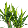 Yucca Elephantipes Vertakt Ø21cm - ↕60 - 70cm - Plant - plantenmagie