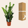 Zamioculcas 21cm - Ø21cm - ↕100cm-Plant-Planten Magie