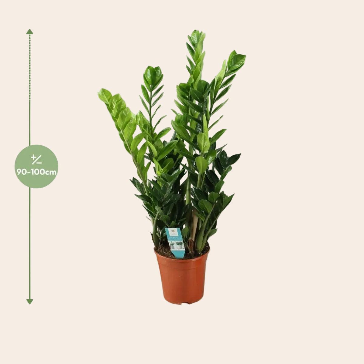 Zamioculcas 21cm - Ø21cm - ↕100cm-Plant-Planten Magie