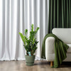 Zamioculcas 21cm - Ø21cm - ↕100cm-Plant-Planten Magie