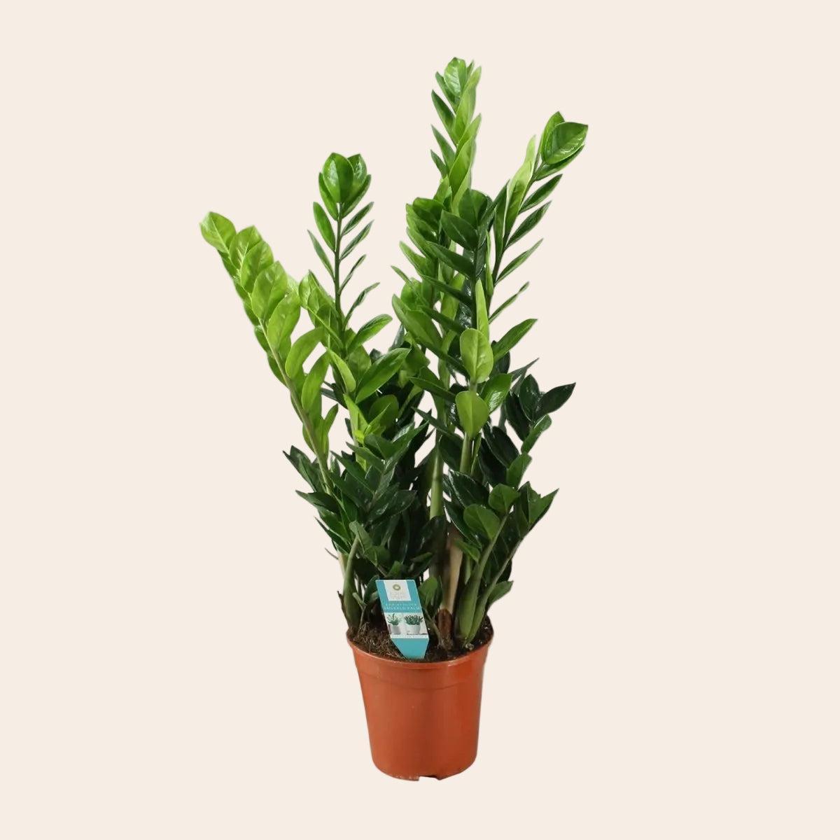 Zamioculcas 21cm - Ø21cm - ↕100cm-Plant-Planten Magie