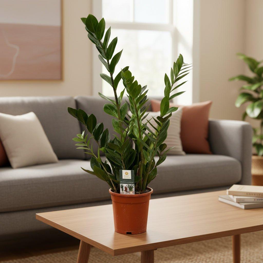 Zamioculcas - 75 cm - Ø17cm-Plant-Planten Magie