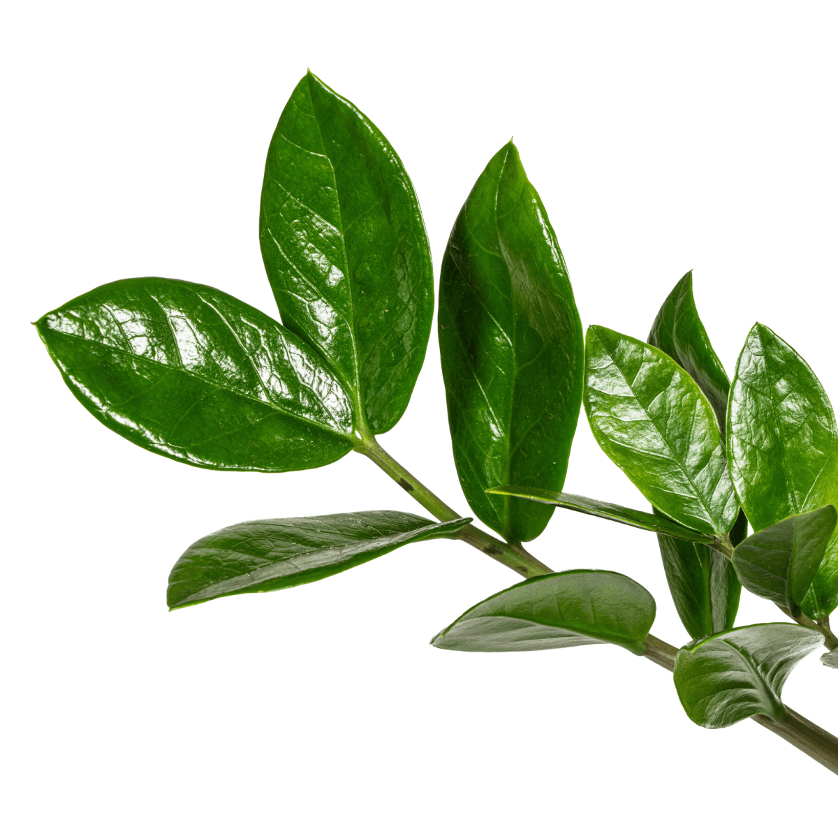 Zamioculcas Zamiifolia – de stijlvolle, sterke kamerplant-Planten-Planten Magie